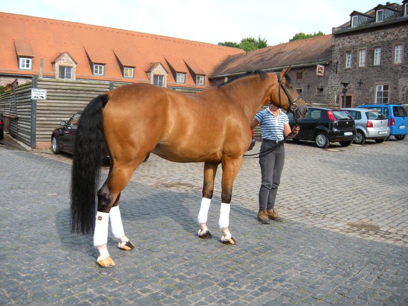 [ Bild dscn0806_800x600.jpg ]