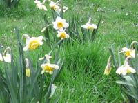 Fr�hling in G�tzenhain 2011