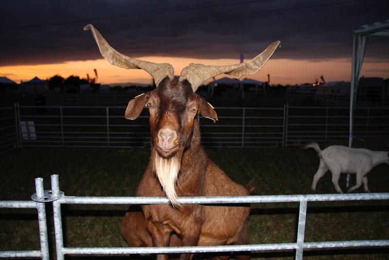 [ Bild img_7660_800x534.jpg /  ]