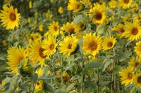 [ Bild img_7705_200x133.jpg ]