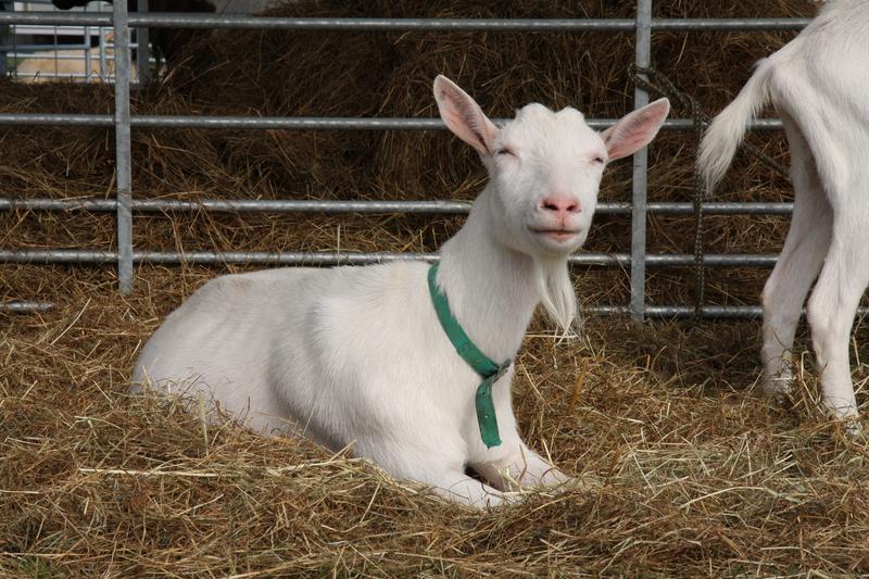 [ Bild img_7723_800x533.jpg /  ]