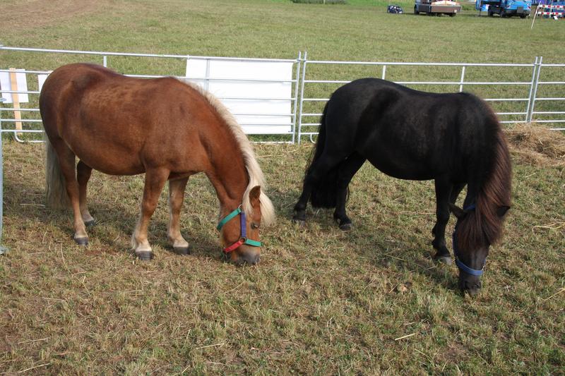 [ Bild img_7724_800x533.jpg /  ]